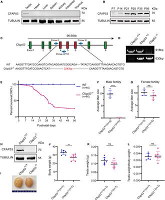 Essential Role of CFAP53 in Sperm Flagellum Biogenesis